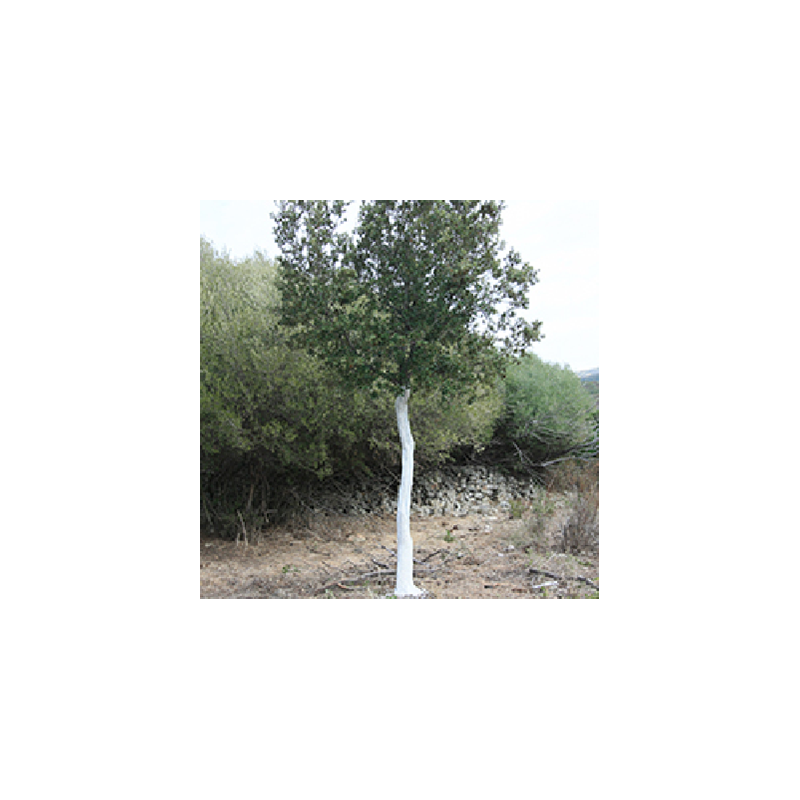 BLANC ARBORICOLE en 5 Litres – Image 3