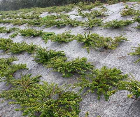 ROULEAU de PAILLAGE en CHANVRE NATUREL 100% BIODEGRADABLE / Densité : 800 gr/m²