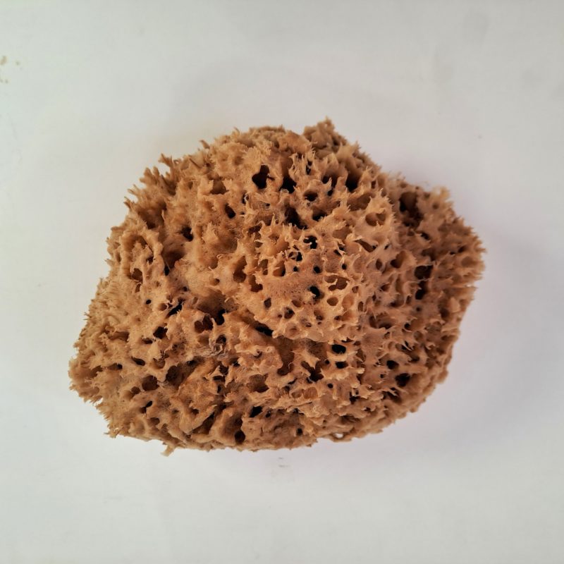 EPONGE NATURELLE de MER  1er CHOIX